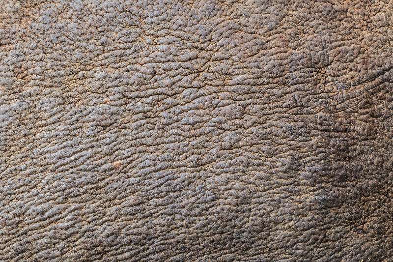 rhino material texture